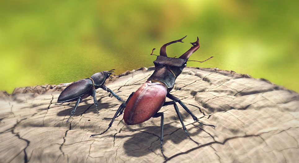 Ciervo volante
