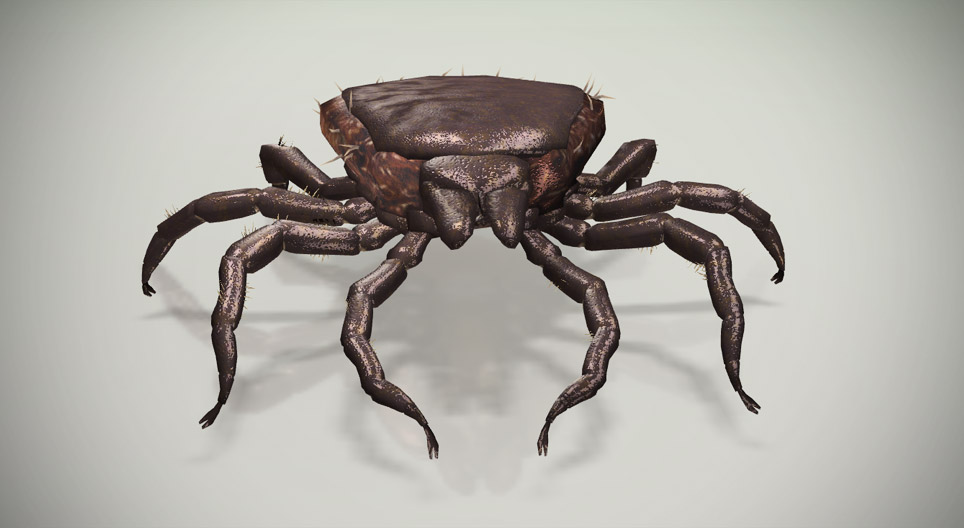 Garrapata común