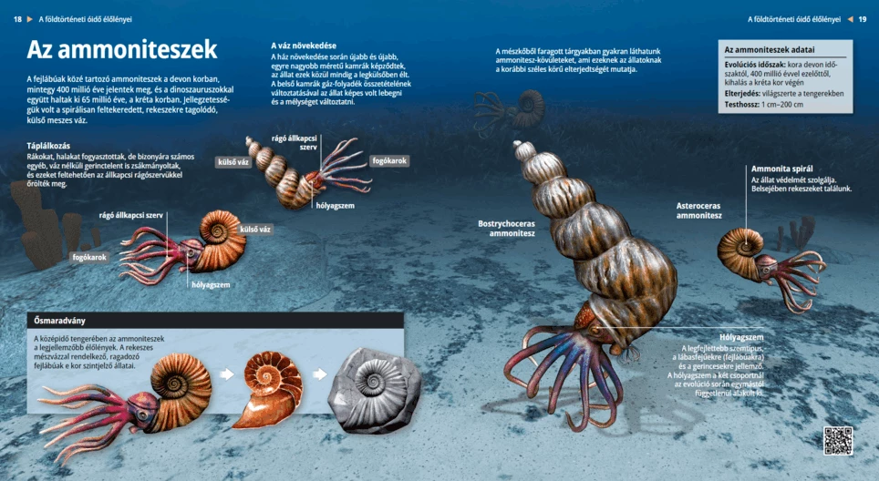 Ammonites