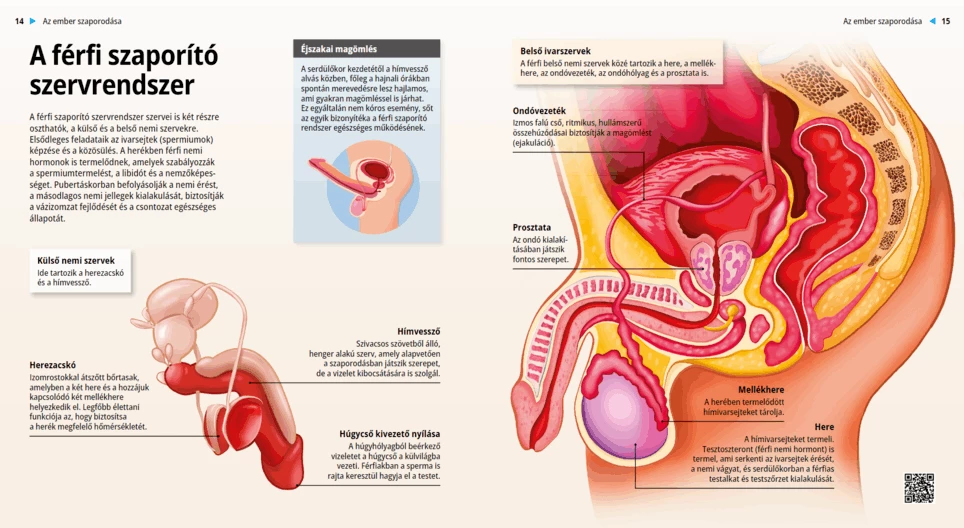The Male Reproductive System