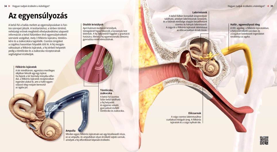 The Sense of Balance