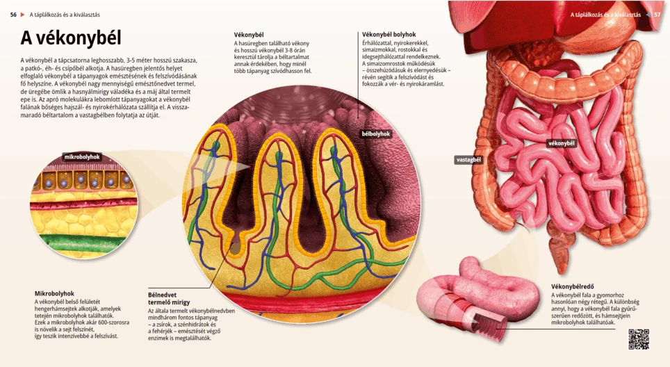 The Small Intestine