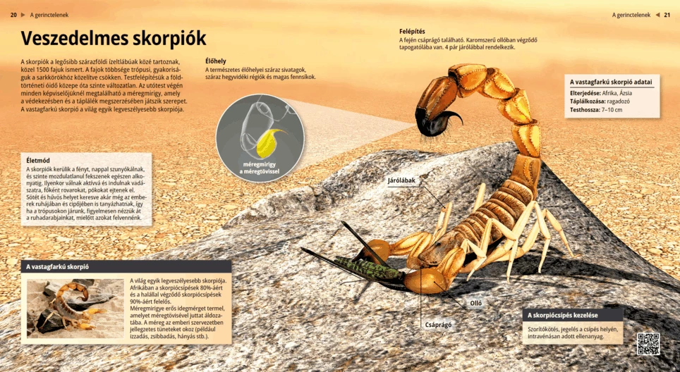 Spiders: Creepy Critters