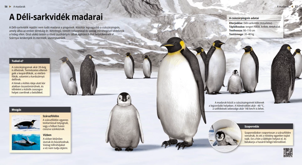 Penguins: Swimmers of the South