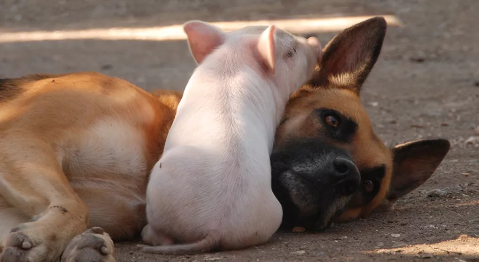 Les cochons sont-ils plus intelligents que les chiens ?
