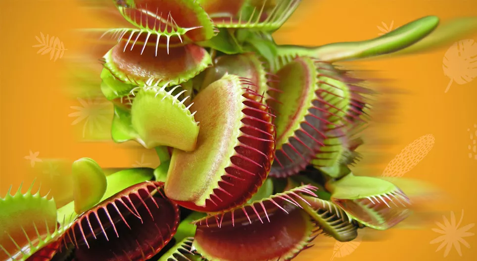 Les plantes bougent-elles ?