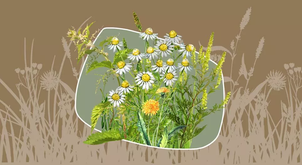 Mauvaise herbe ou herbe médicinale ?