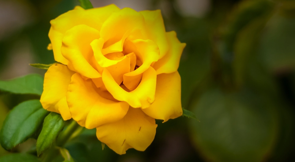 Existe-t-il une rose sans épines ?