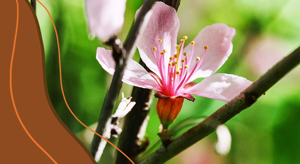 L'anatomie des plantes
