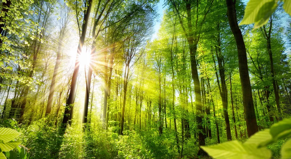 Allons connaître les différents visages des forêts