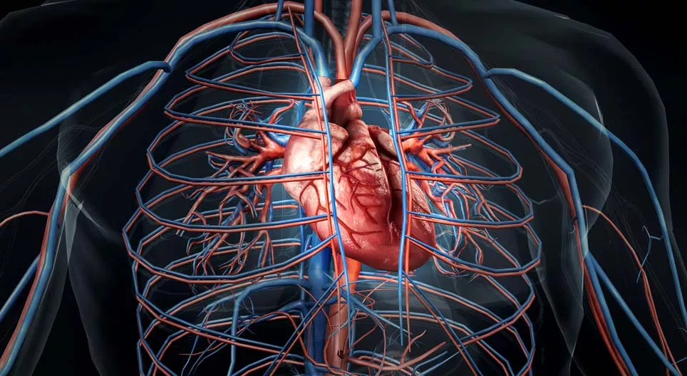 Comment bat le cœur&nbsp;?