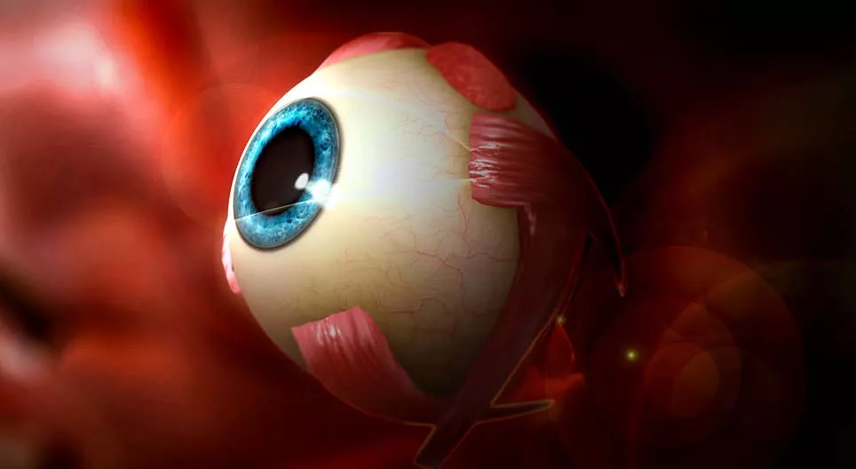 Comment voyons-nous ? L'oeil humain