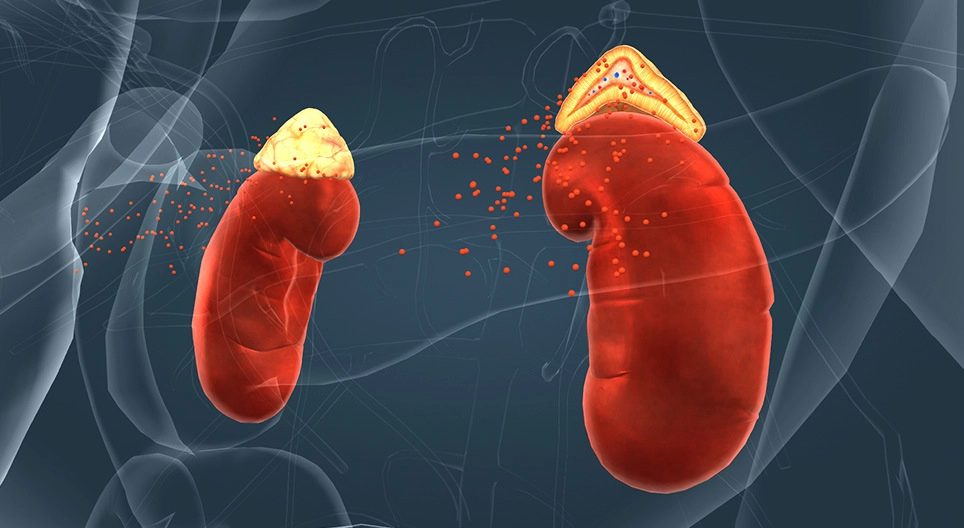 Endocrine system III