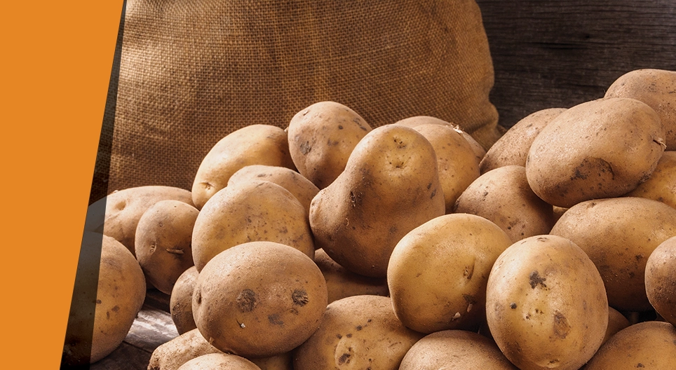 Pomme de terre comme catalyseur