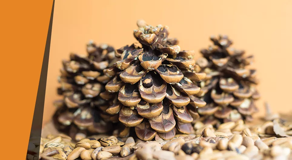 Pomme de pin comme hygromètre