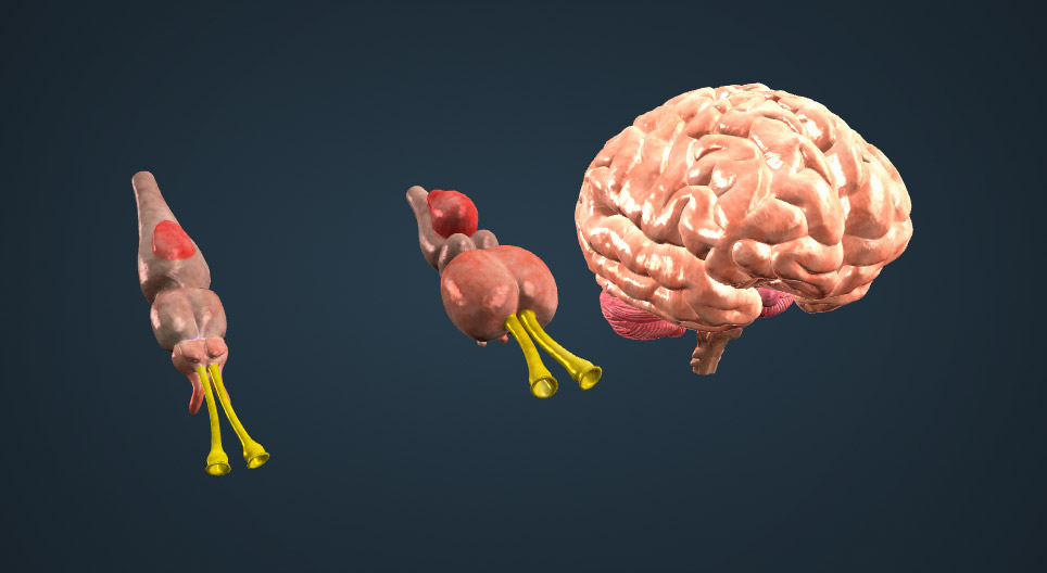 L'évolution du cerveau chez les vertébrés