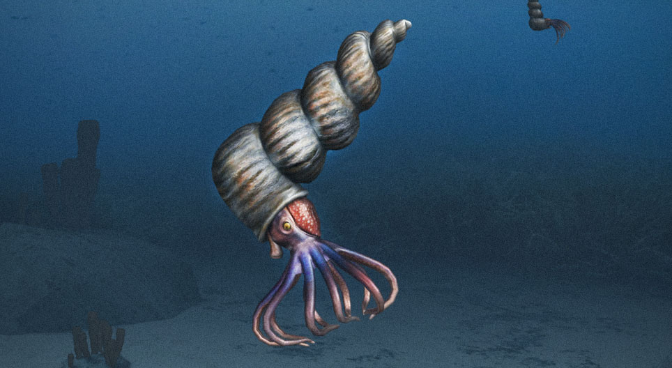 Les ammonites