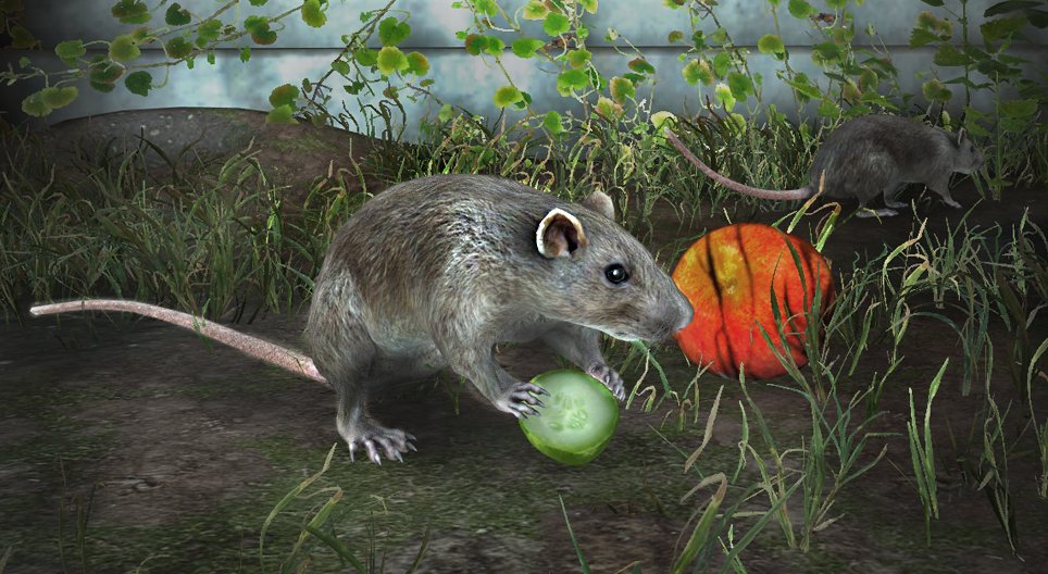 Rat brun
