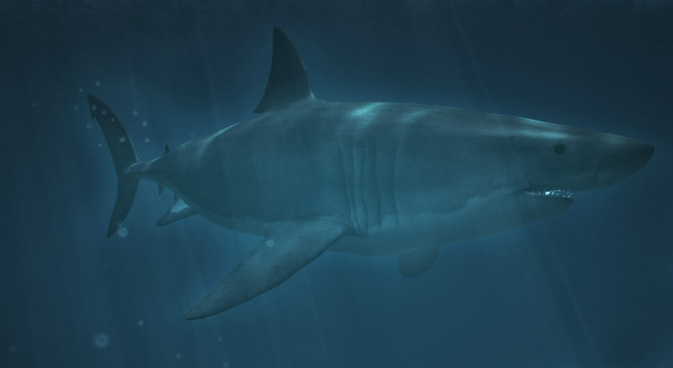 Requins