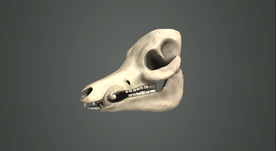 La dentition des mammifères