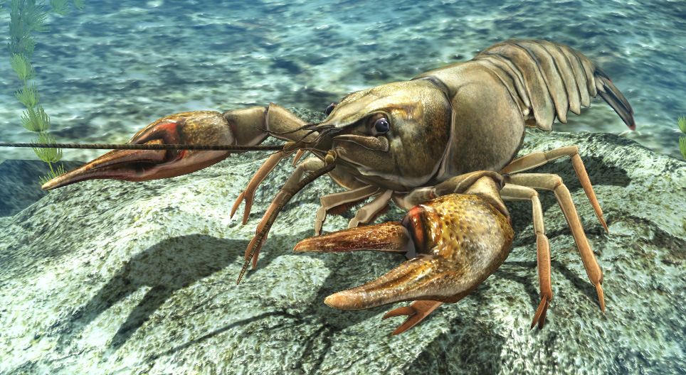 L'écrevisse à pattes rouges