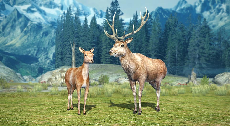 Cerf noble (cerf élaphe)