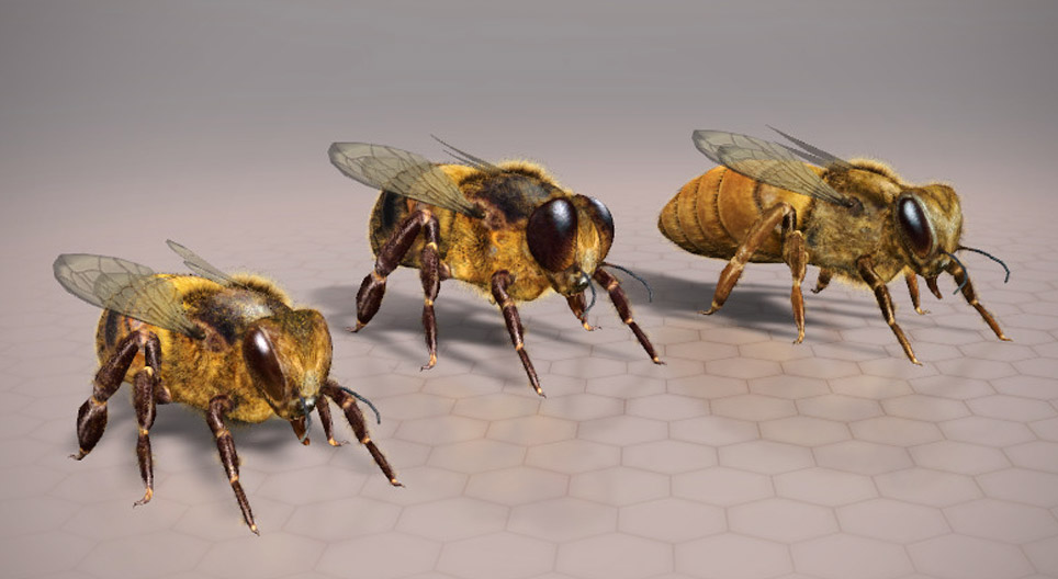 L'abeille européenne