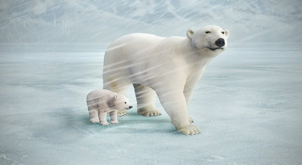 Ours blanc