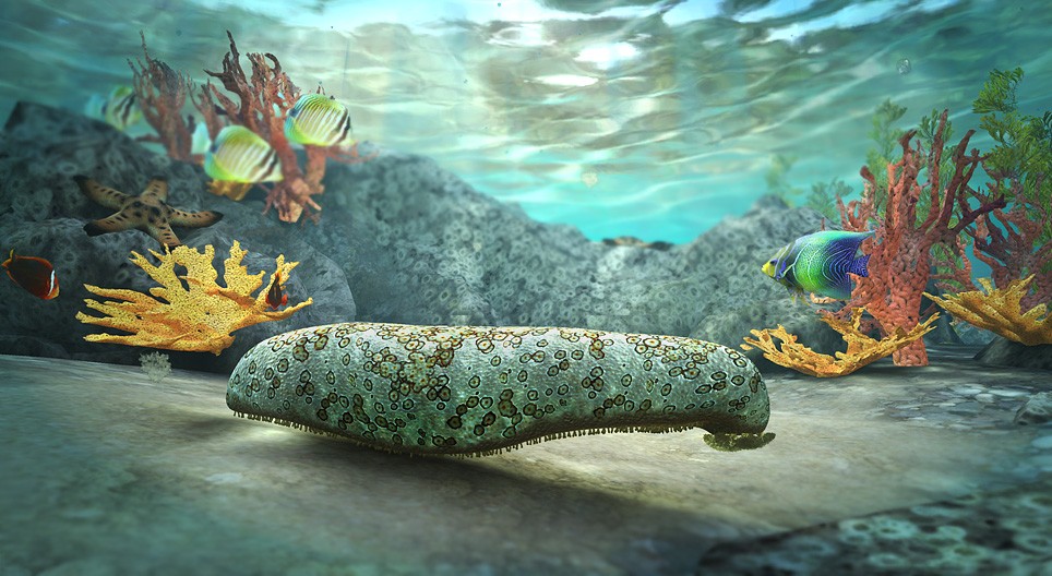 Concombre de mer