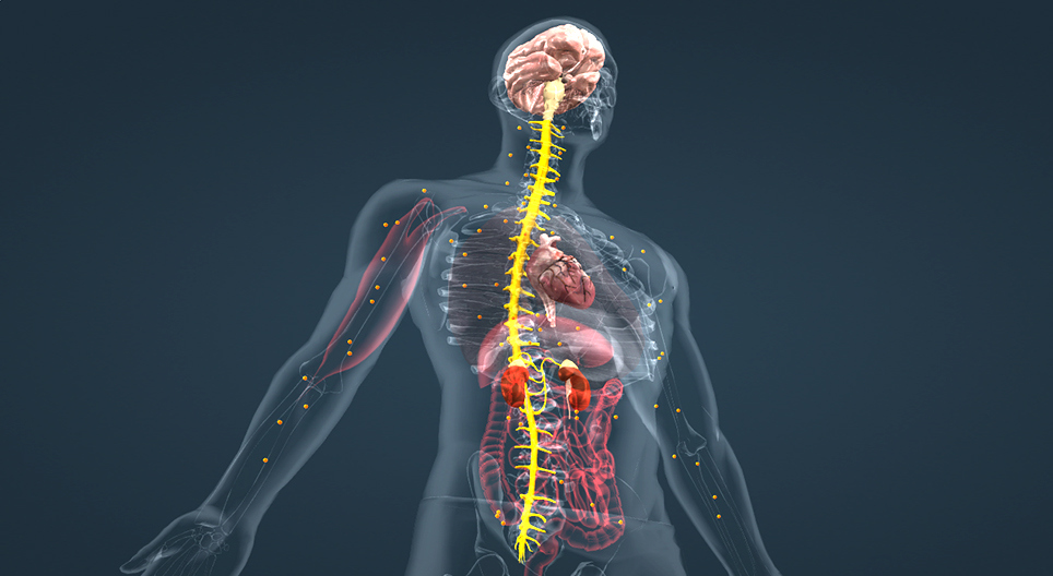 Adrénaline (avancé)