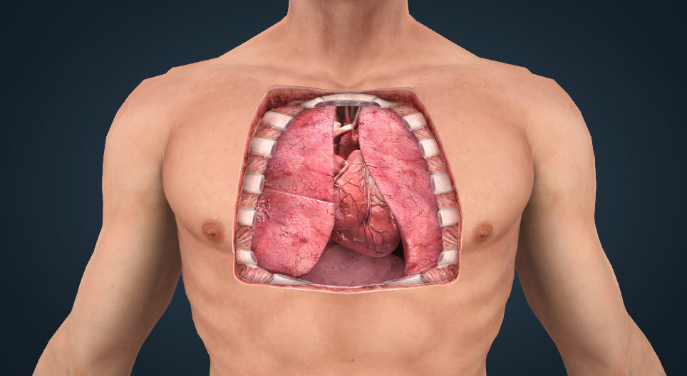 L'anatomie du cœur