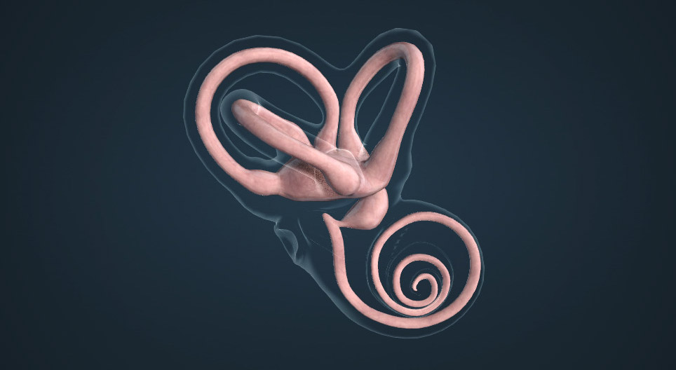 Le sens de l'équilibre