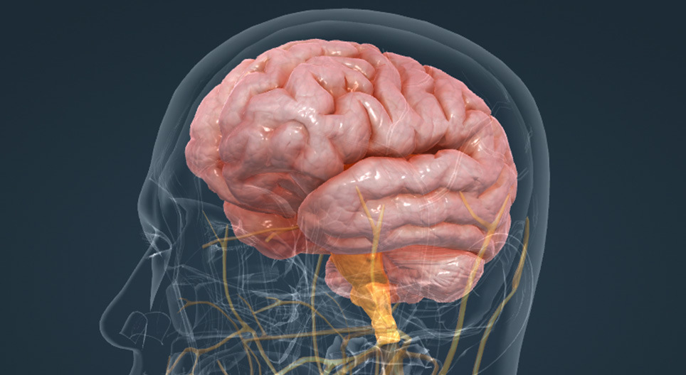 L'encéphale humain