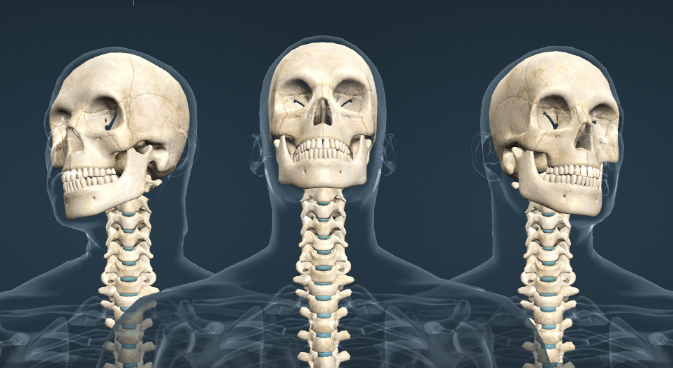 Les mouvements de la tête