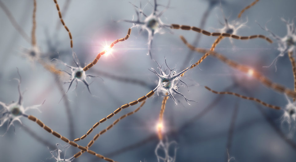 Neurones, tissus nerveux