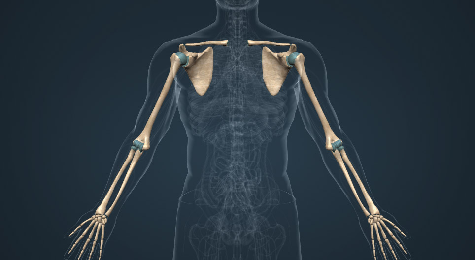 Les os des membres supérieurs