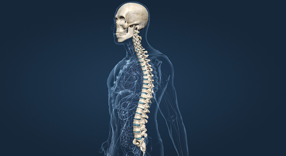 Le crâne et la colonne vertébrale