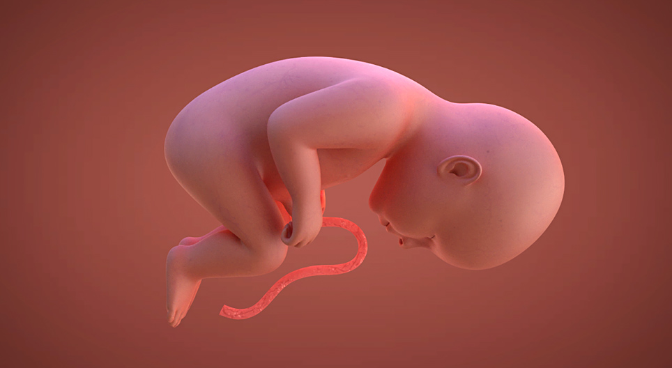 Le développement pré-natal