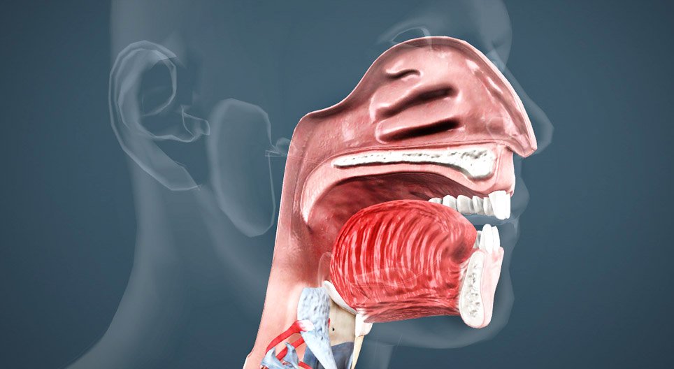 La cavité orale, le pharynx et l'oesophage