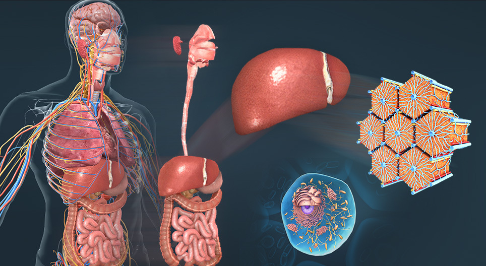 Les niveaux de l'organisation biologique au-dessous de l'individu