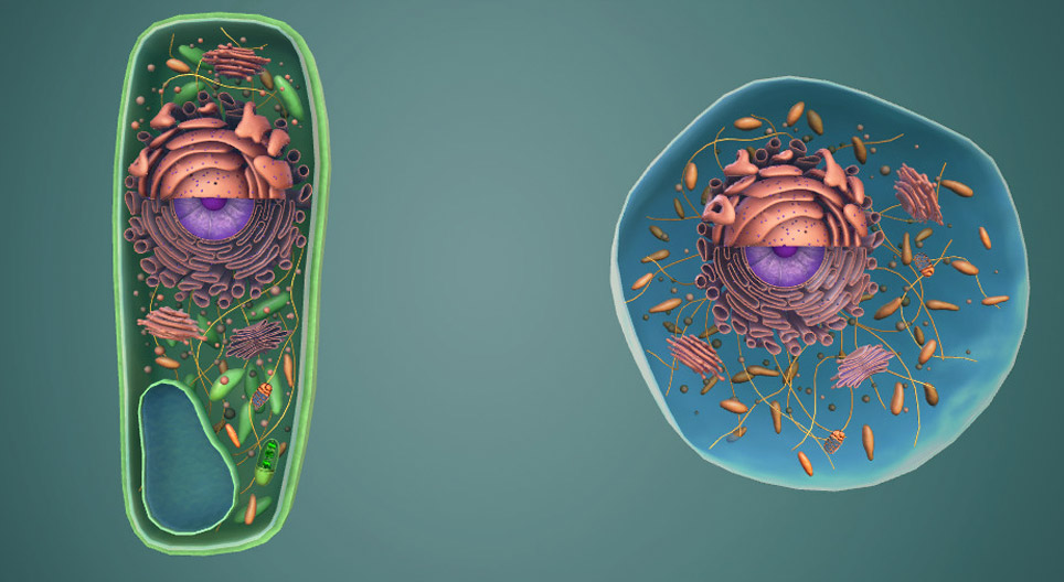 Cellules animales et végétales, organites cellulaires