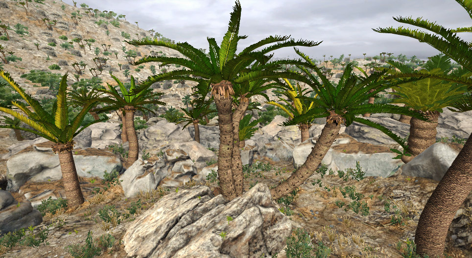 Cycas du Japon