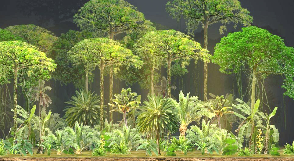 Strates des forêts