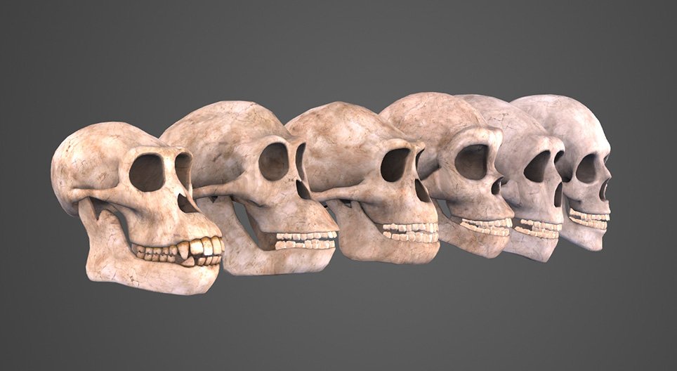 L'évolution humaine