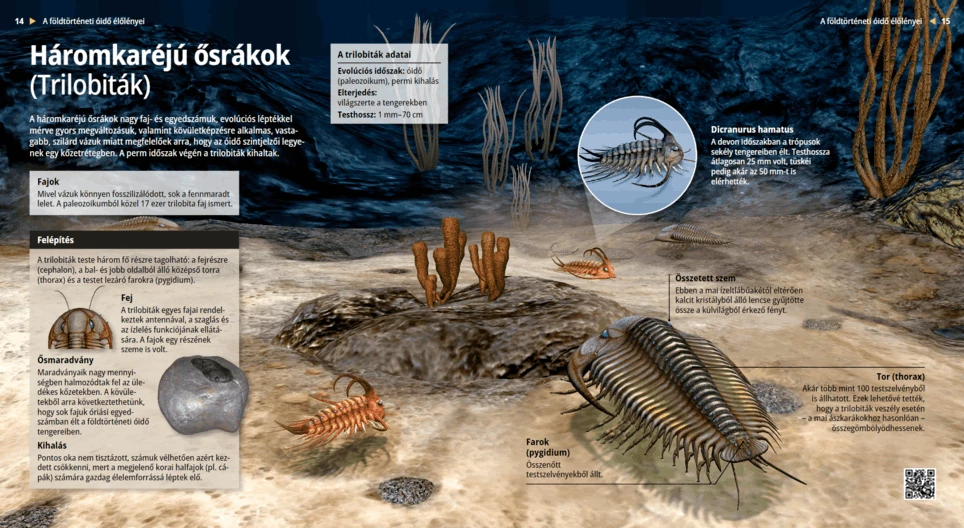 Háromkaréjú ősrákok (Trilobiták)