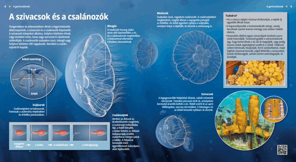 A szivacsok és a csalánozók