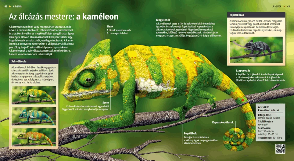 Az álcázás mestere: a kaméleon