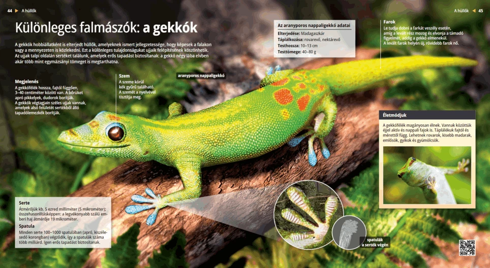 Különleges falmászók: a gekkók