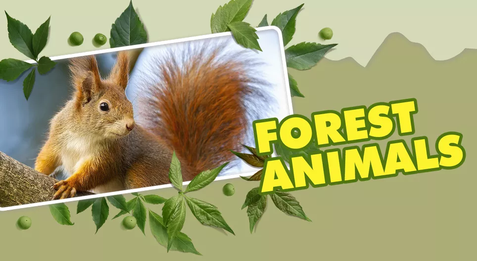 Animali della foresta