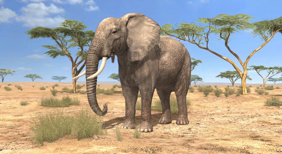Elefante africano